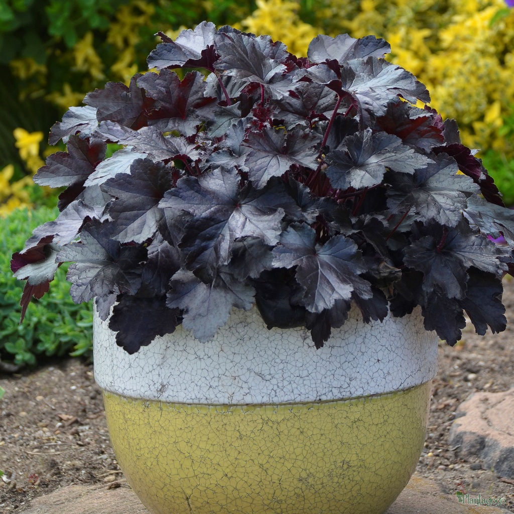 Heuchera 'Black Pearl' from the Chelsea Flowers Show Gold medal winning